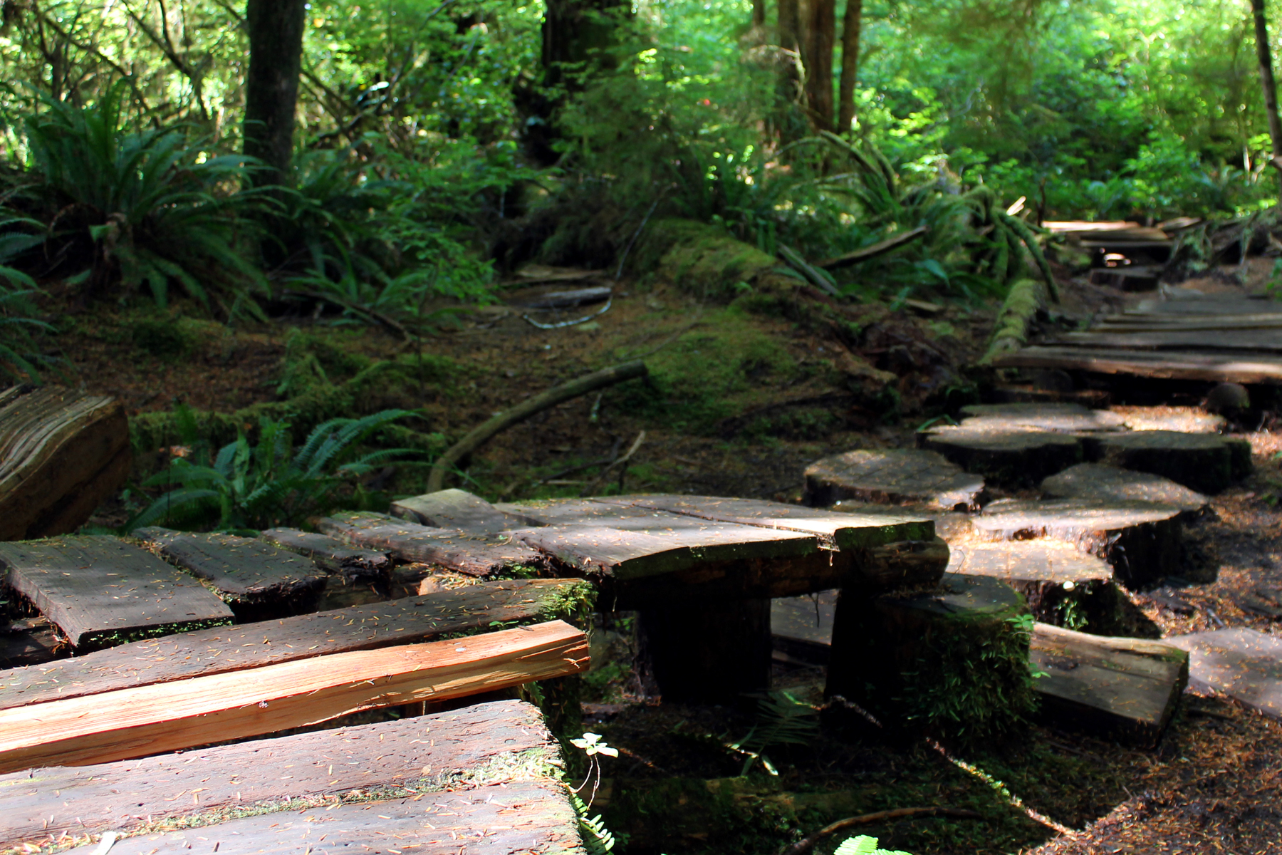 The forest on Meares Island in Tofino, Canada. The foliage is thick and green, but some daylight is shining down from above. The image focuses on the boardwalk, which is made up of planks of wood that create steps over the uneven ground.