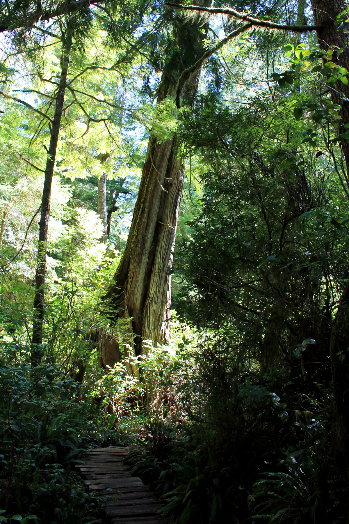 The forest on Meares Island in Tofino, Canada. In the middle of the image is a large tree that is leaning to the right side. The foliage is thick and green around the tree and not much of the sky is visible. Some daylight is shining down from above. In the foreground is a small section of the boardwalk.